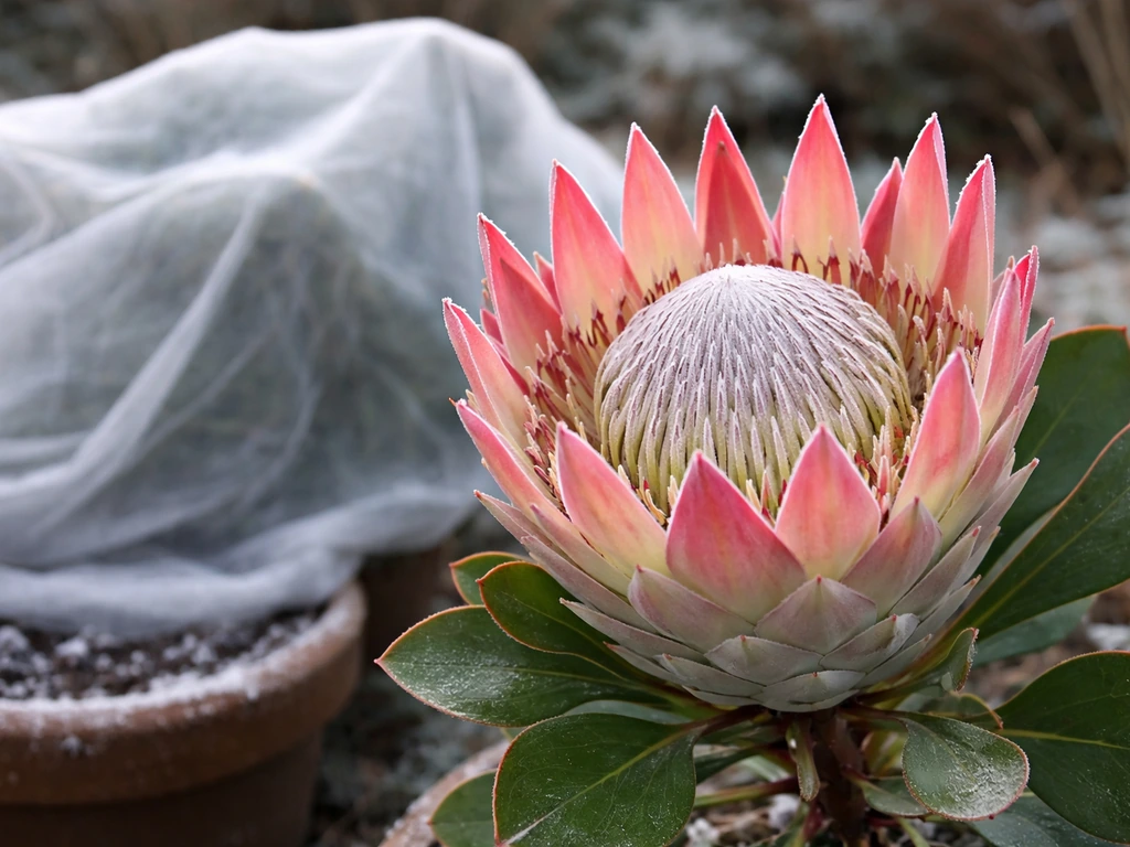 Can You Grow Protea in the UK? Guide and Checklist